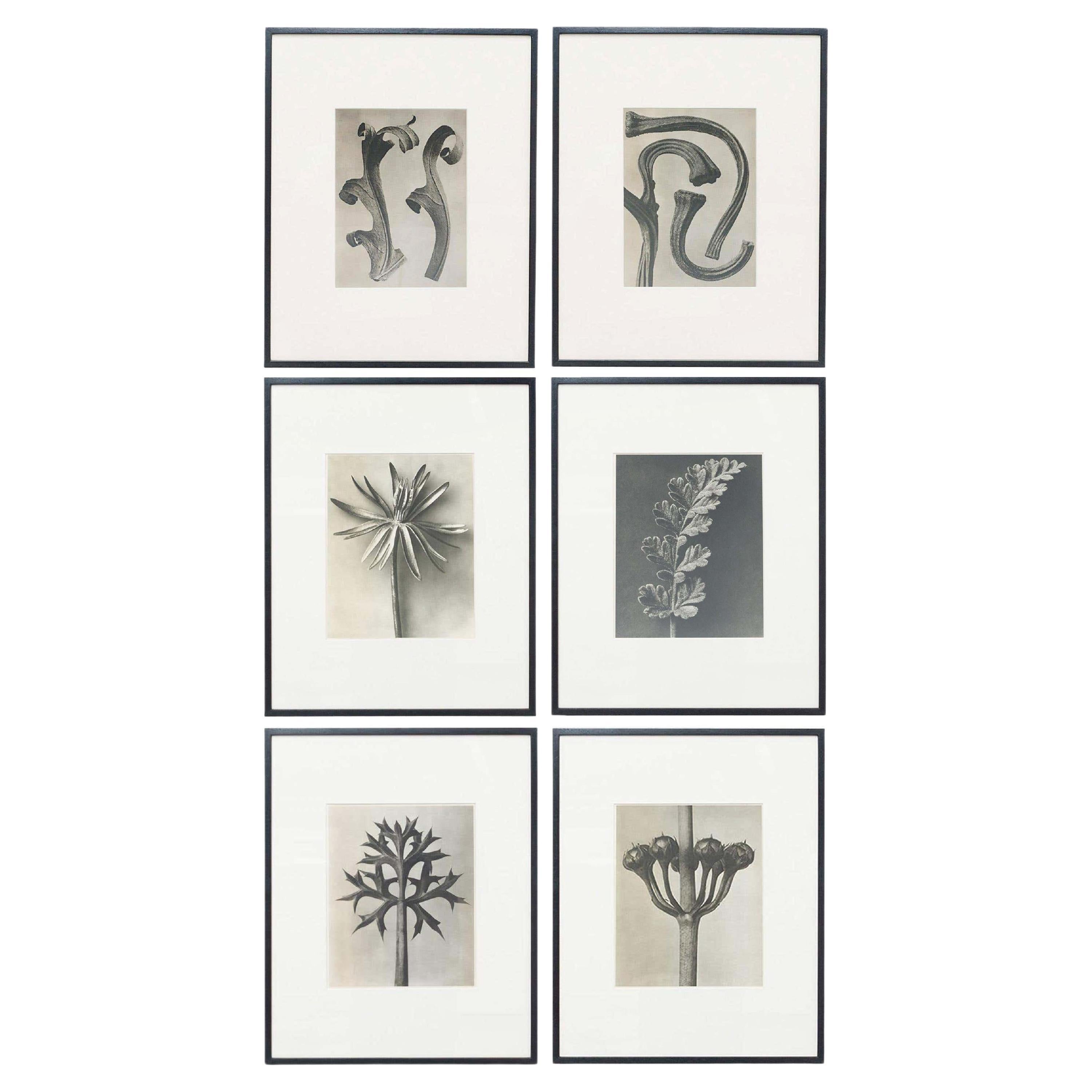 Set of 6 Karl Blossfeldt Black White Flower Photogravure Botanic Photography