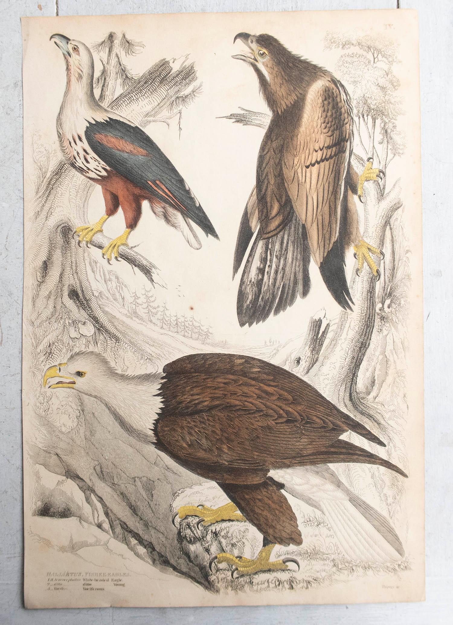 Gran conjunto de aves rapaces

Litografías según los dibujos de Turvey, A. Wilson y Cpt. Brown.
 
Color original.

Sin enmarcar

La medida indicada a continuación es para una impresión.