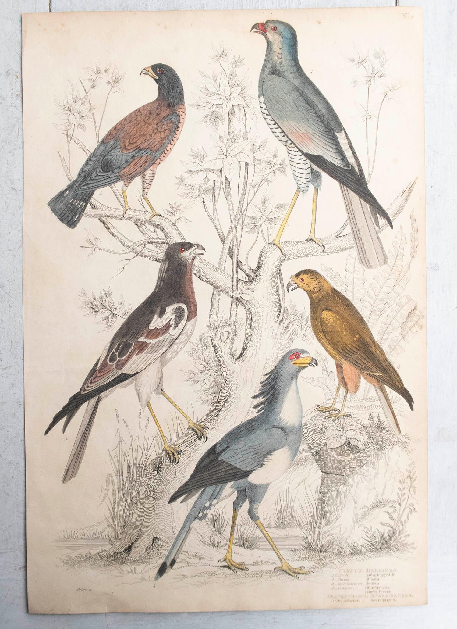 Conjunto de 6 Grandes Grabados Antiguos Originales de Aves Rapaces, C.1835 Arte popular en venta