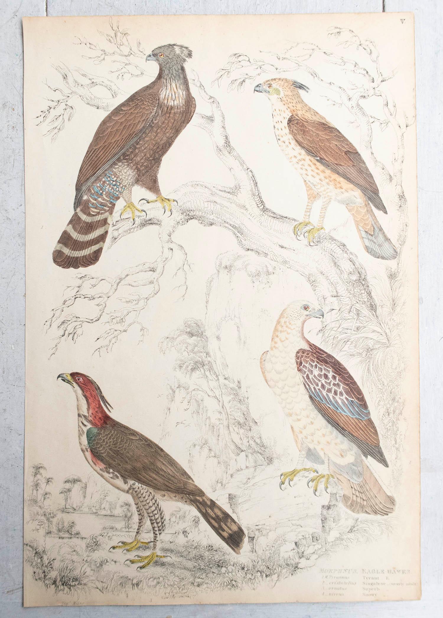 Conjunto de 6 Grandes Grabados Antiguos Originales de Aves Rapaces, C.1835 Escocés en venta