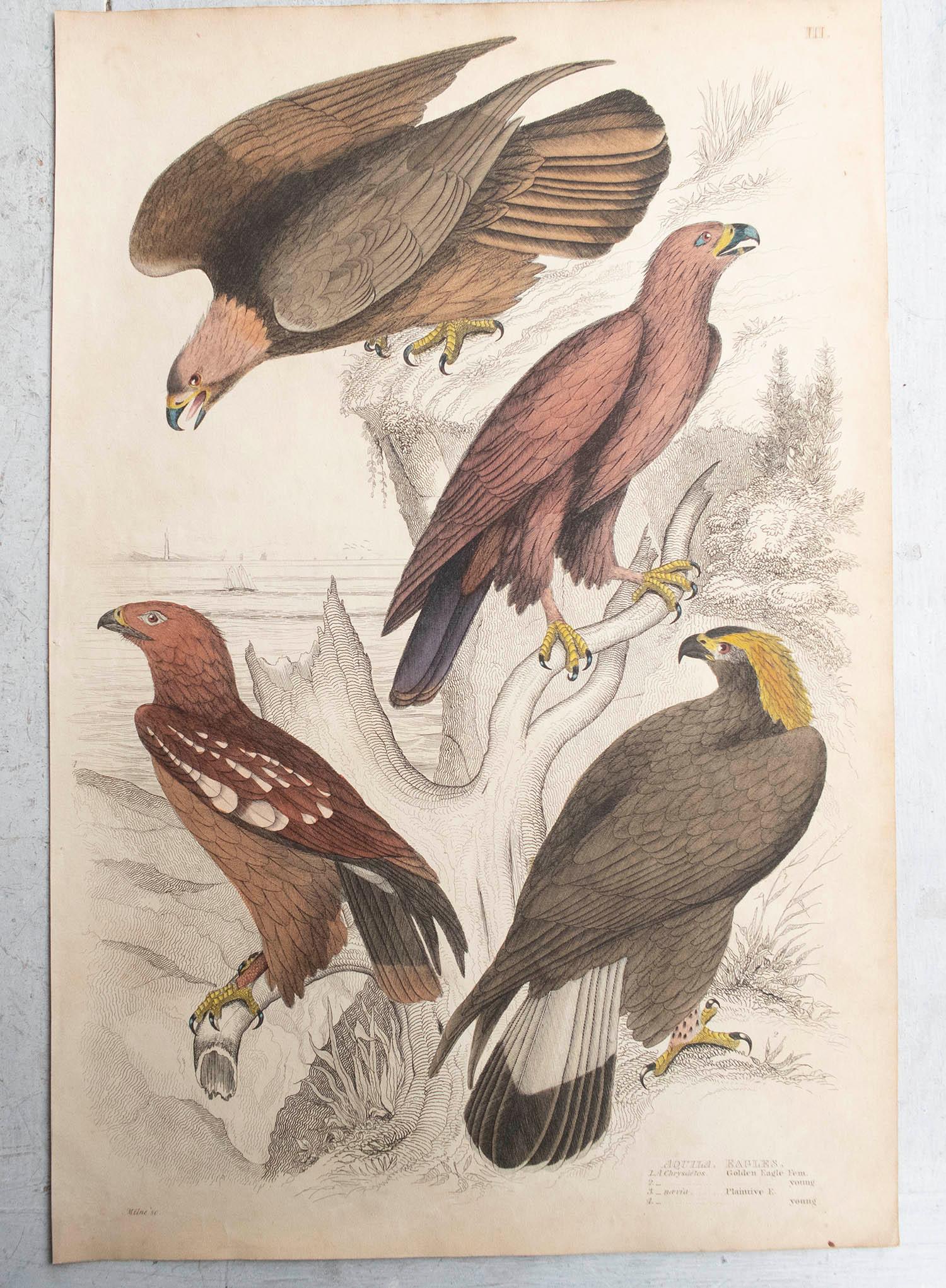 Conjunto de 6 Grandes Grabados Antiguos Originales de Aves Rapaces, C.1835 Otro en venta