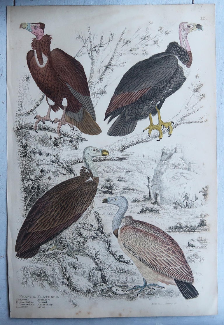 Set of 6 Large Original Antique Prints of Birds of Prey, C.1835 For