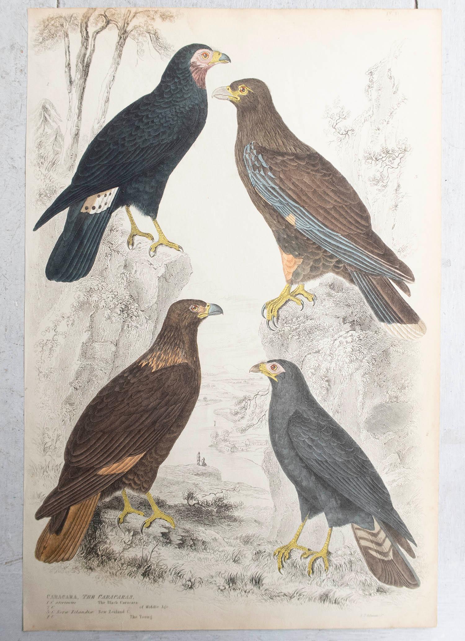 Conjunto de 6 Grandes Grabados Antiguos Originales de Aves Rapaces, C.1835 en Bueno estado para la venta en St Annes, Lancashire