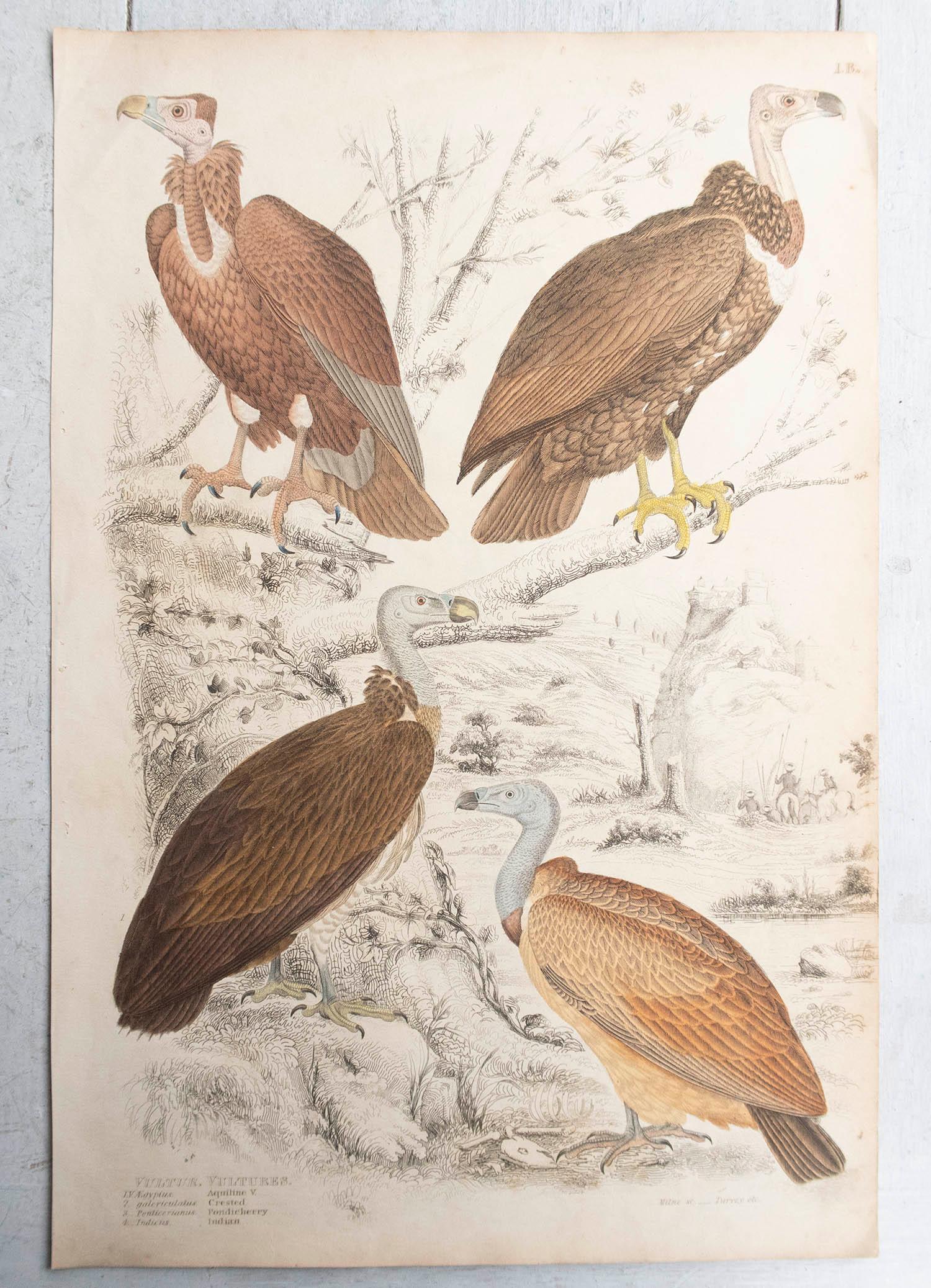 Conjunto de 6 Grandes Grabados Antiguos Originales de Aves Rapaces, C.1835 Mediados del siglo XIX en venta