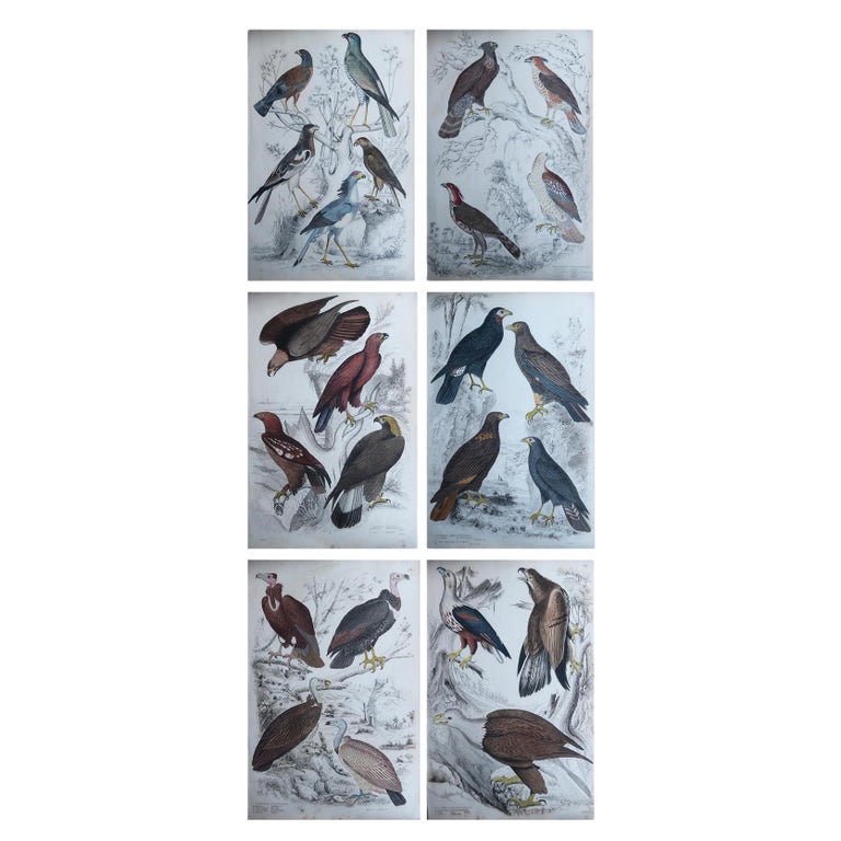 Set of 6 Large Original Antique Prints of Birds of Prey, C.1835 For