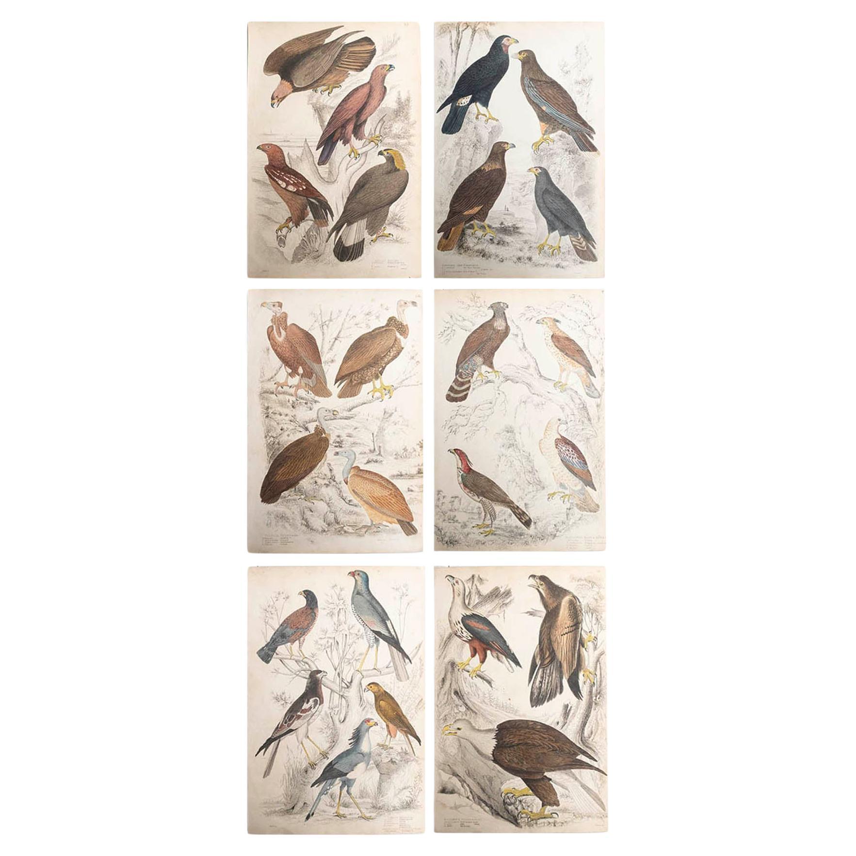 Conjunto de 6 Grandes Grabados Antiguos Originales de Aves Rapaces, C.1835