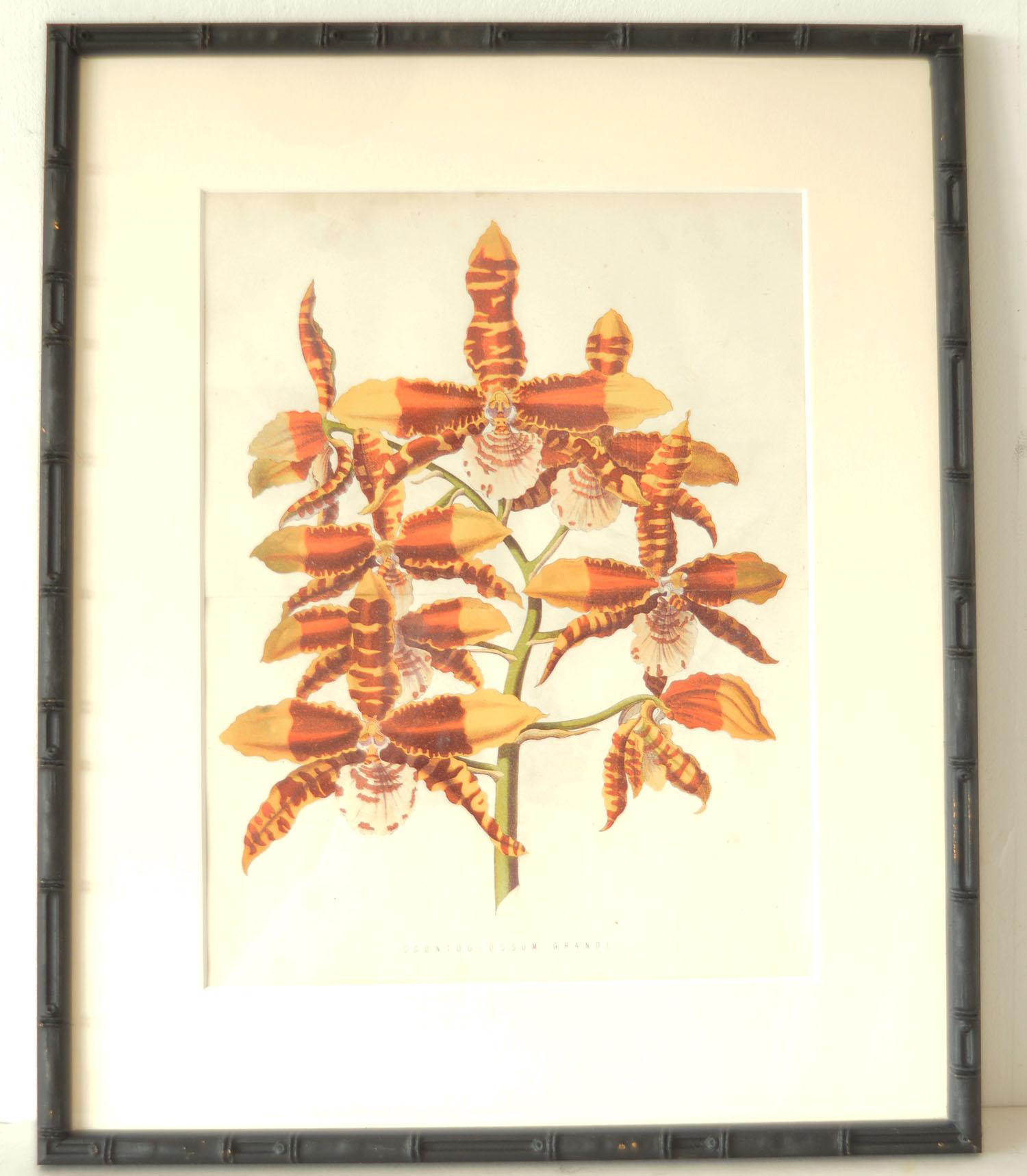 English Set of 6 Antique Large Scale Botanical Prints in Faux Bamboo Frames, 1850s
