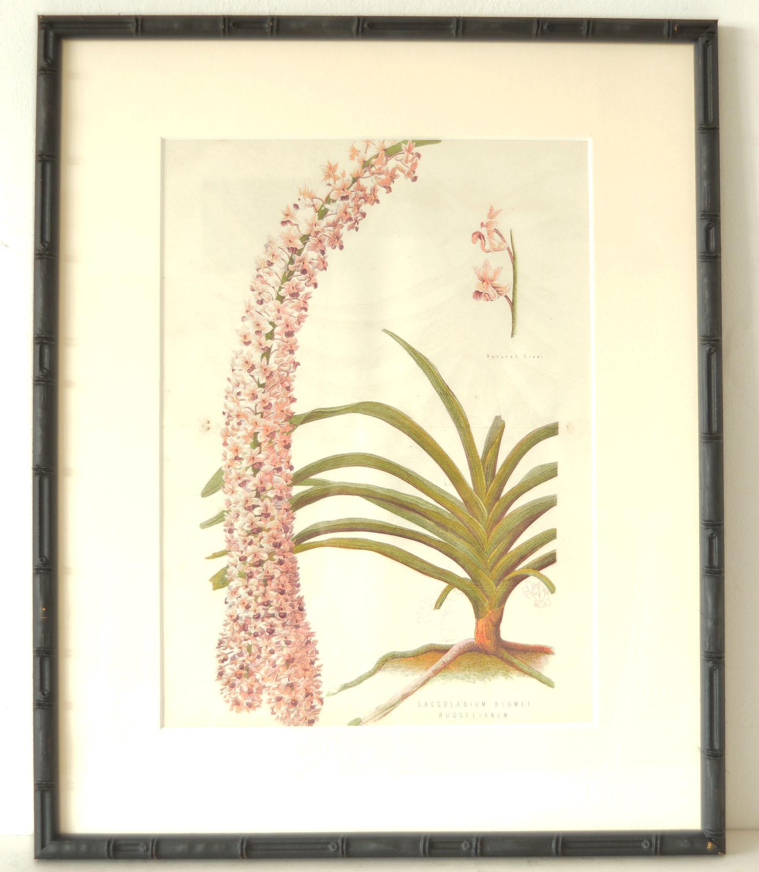 Wonderful set of 6 antique botanical prints in exquisite colors.

Presented in our own custom made ebonized faux bamboo frames.

Stone lithographs. Original hand color.

Published 1850s.

One of the prints - the pine cone is from a different