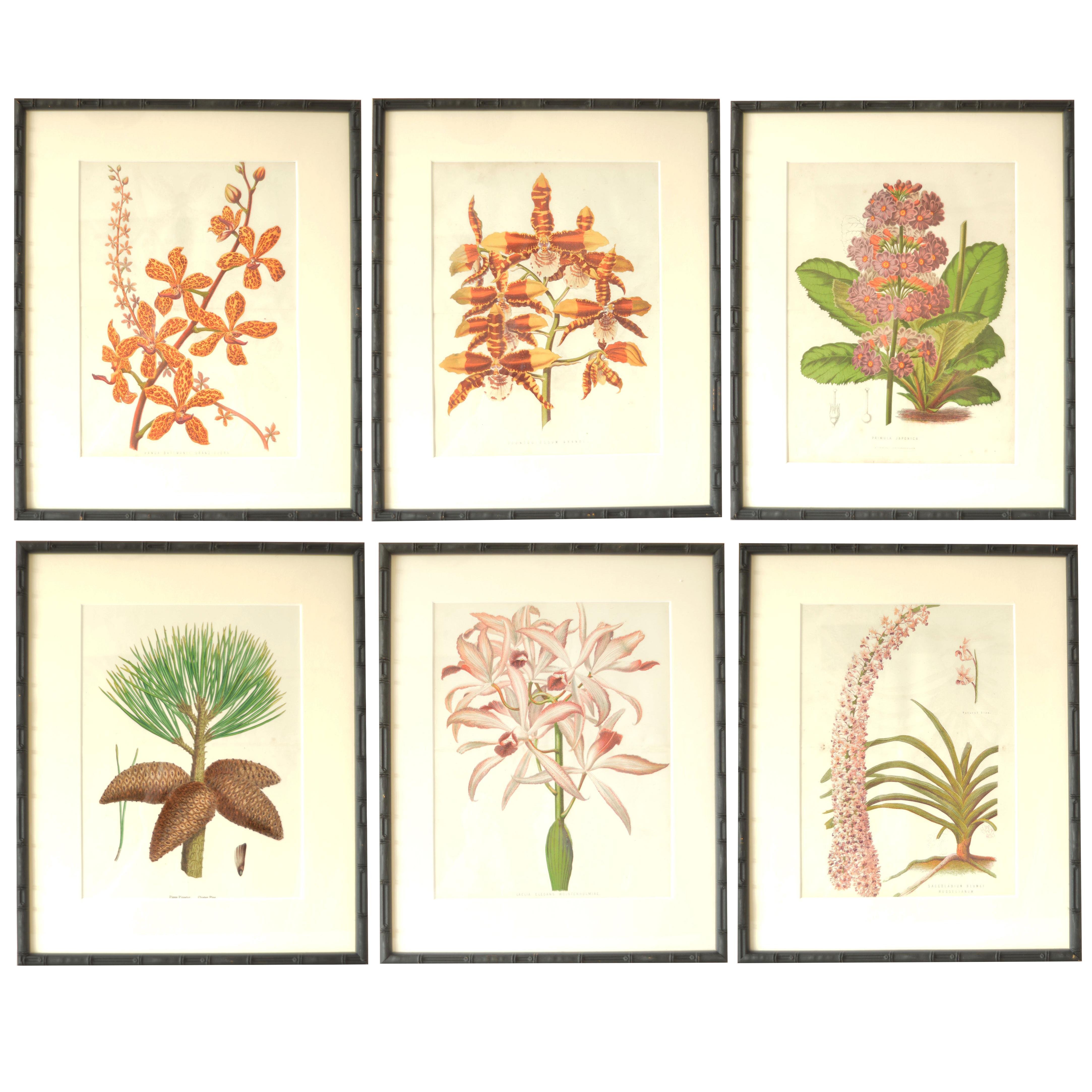 Set of 6 Antique Large Scale Botanical Prints in Faux Bamboo Frames, 1850s