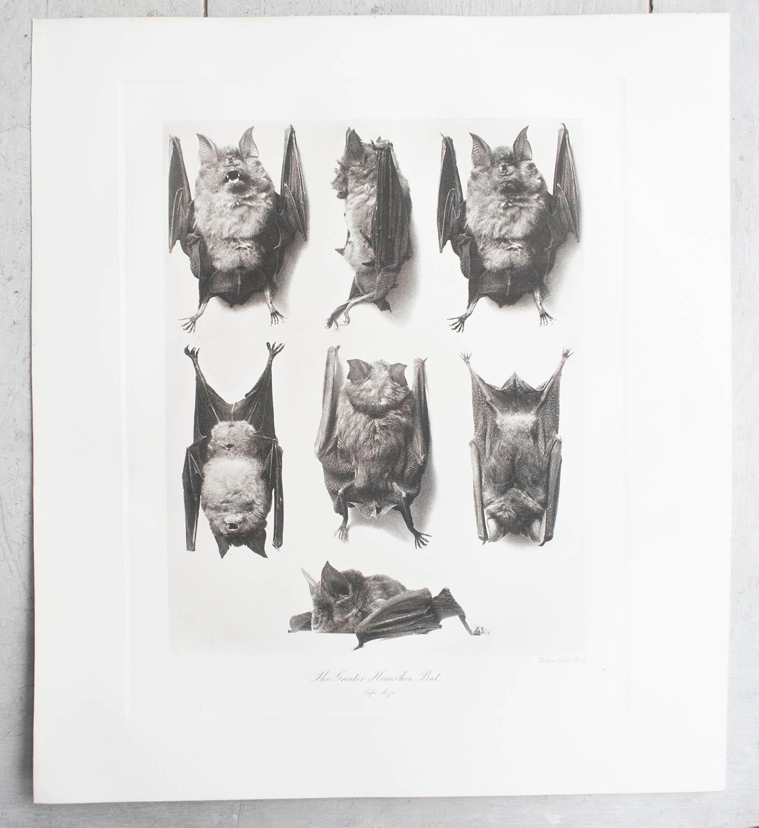 Immagini incredibili di pipistrelli.

Incisioni in rame di Walter L. Colls.

Carta vergata di buona qualità

Pubblicato nel 1900

Spedizione gratuita.




