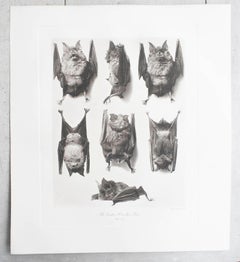 Set of 6 Large Scale Original Antique Prints of Bats, circa 1900
