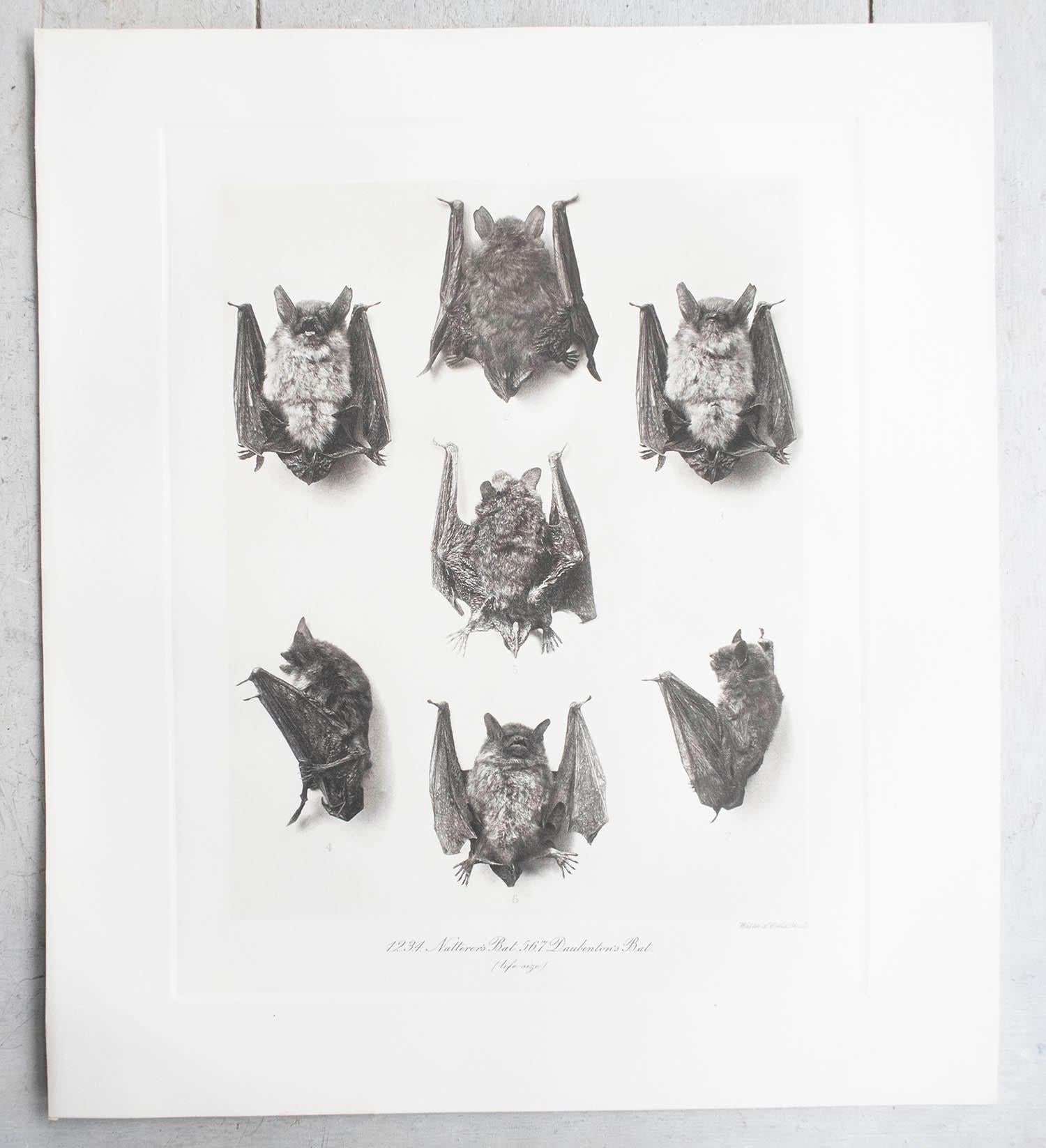 Arte popolare Set di 6 stampe antiche in grande scala di pipistrelli, circa 1900 in vendita