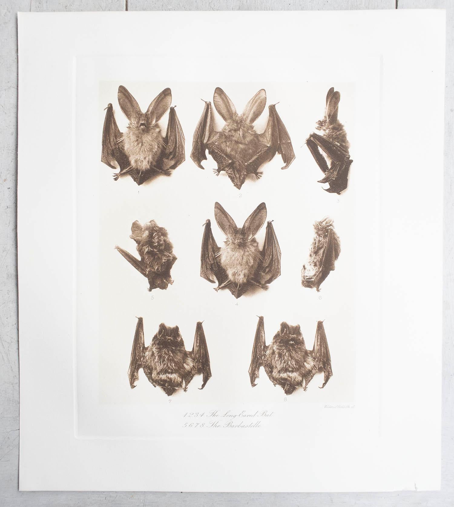 Inglese Set di 6 stampe antiche in grande scala di pipistrelli, circa 1900 in vendita