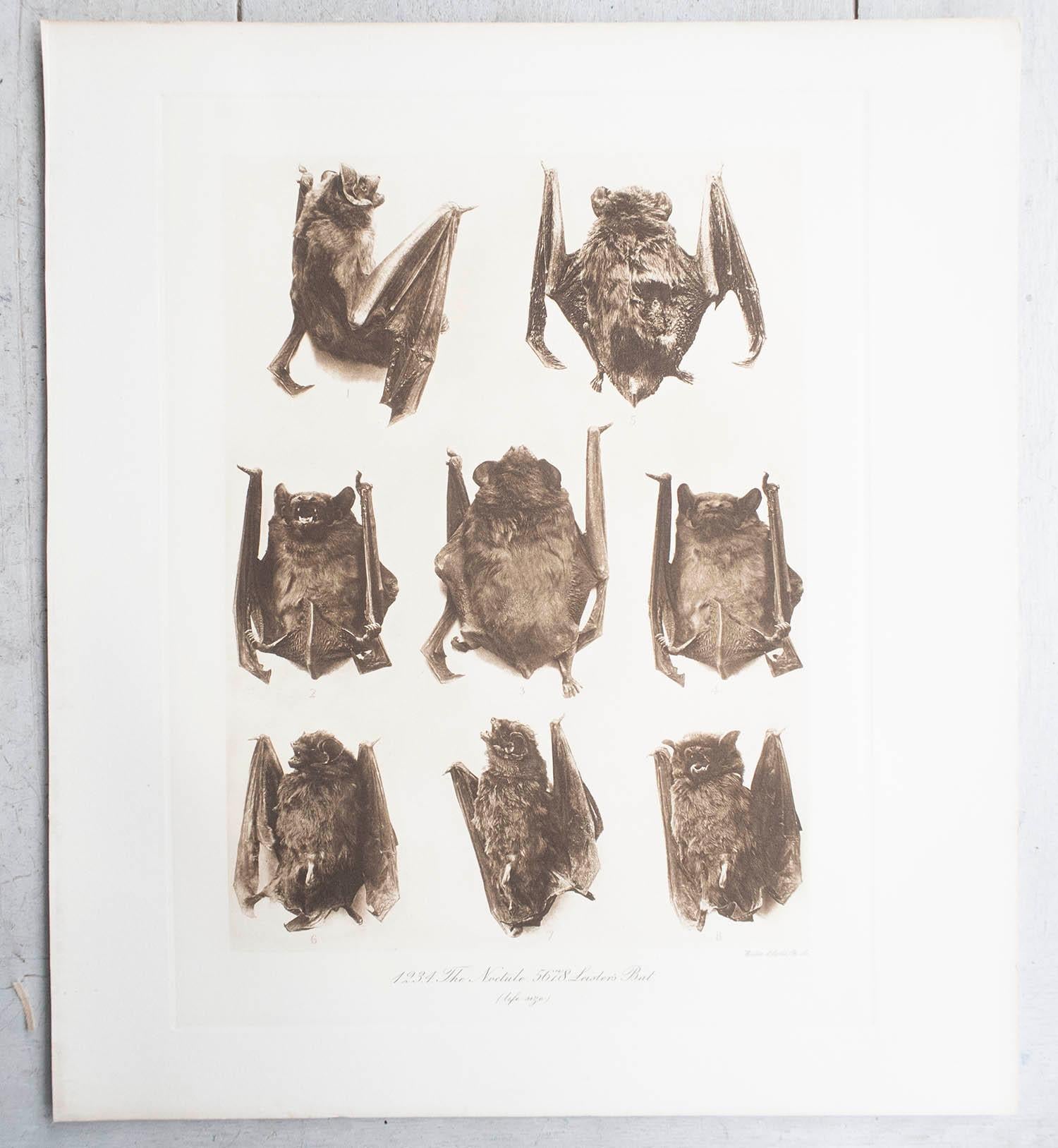 Altro Set di 6 stampe antiche in grande scala di pipistrelli, circa 1900 in vendita