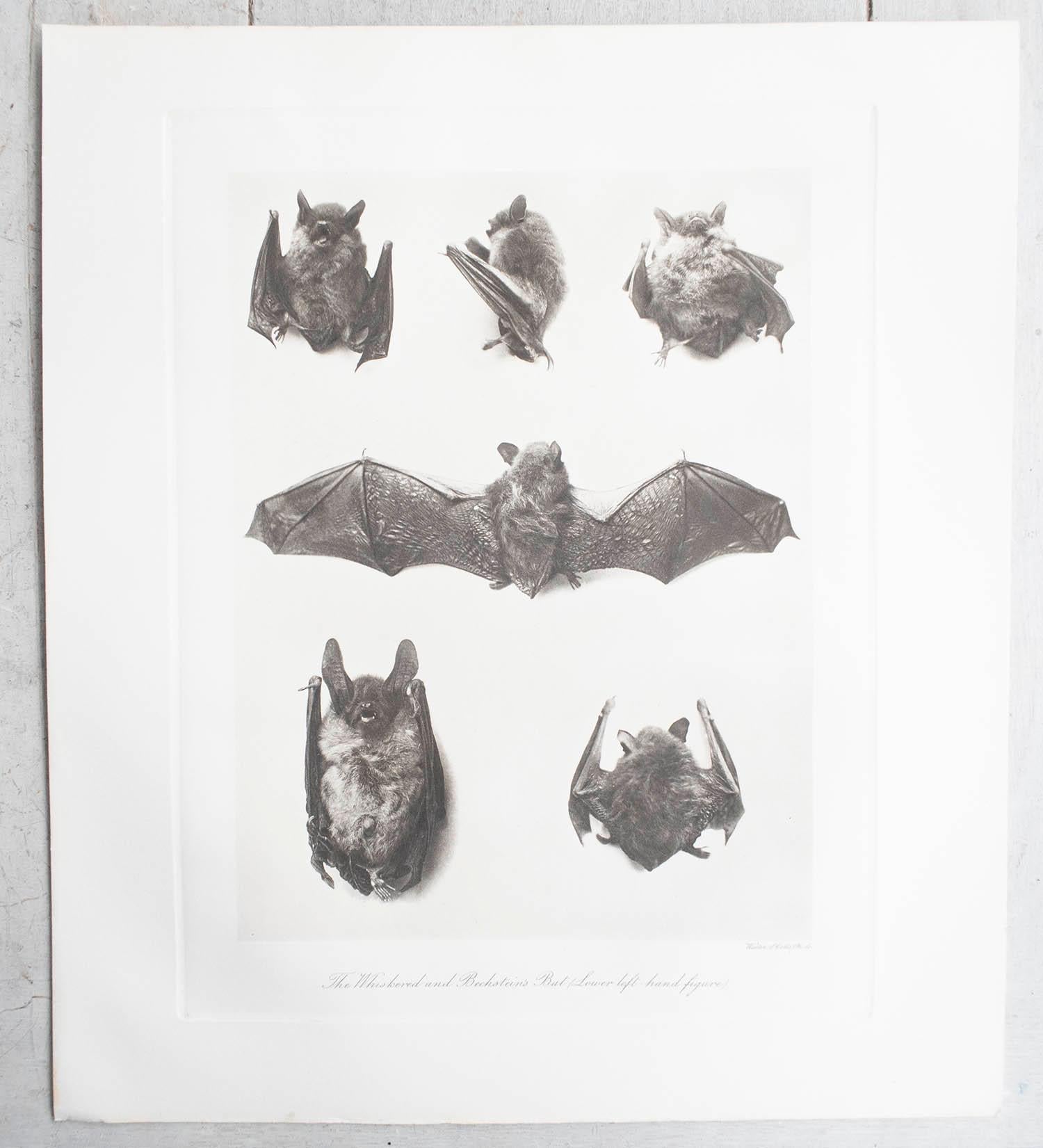 Inizio XX secolo Set di 6 stampe antiche in grande scala di pipistrelli, circa 1900 in vendita