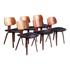 Ensemble de 6 chaises en bentwood tapissées de peau de vache du milieu du siècle par Thonet, années 1950