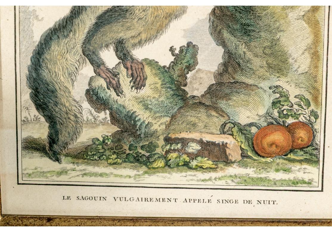 Satz von 6 handkolorierten Affenbuchstaben, circa 19. Jahrhundert im Angebot 4