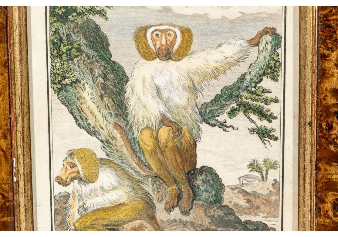 Satz von 6 handkolorierten Affenbuchstaben, circa 19. Jahrhundert im Angebot 5