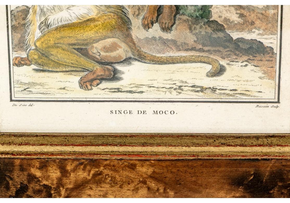 Satz von 6 handkolorierten Affenbuchstaben, circa 19. Jahrhundert im Angebot 6