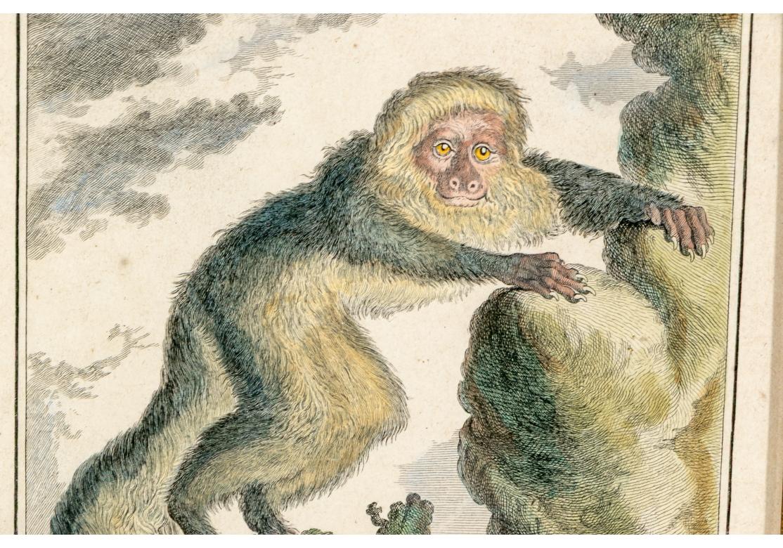 Satz von 6 handkolorierten Affenbuchstaben, circa 19. Jahrhundert im Angebot 8