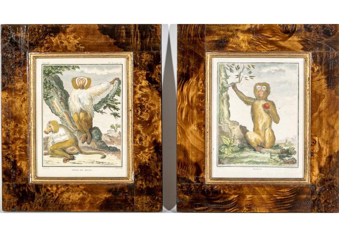 Satz von 6 handkolorierten Affenbuchstaben, circa 19. Jahrhundert im Angebot 10