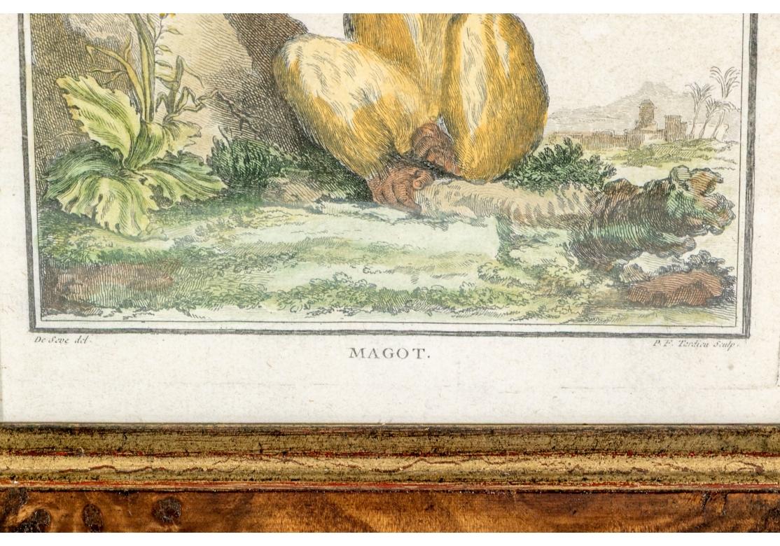 Satz von 6 handkolorierten Affenbuchstaben, circa 19. Jahrhundert im Angebot 11