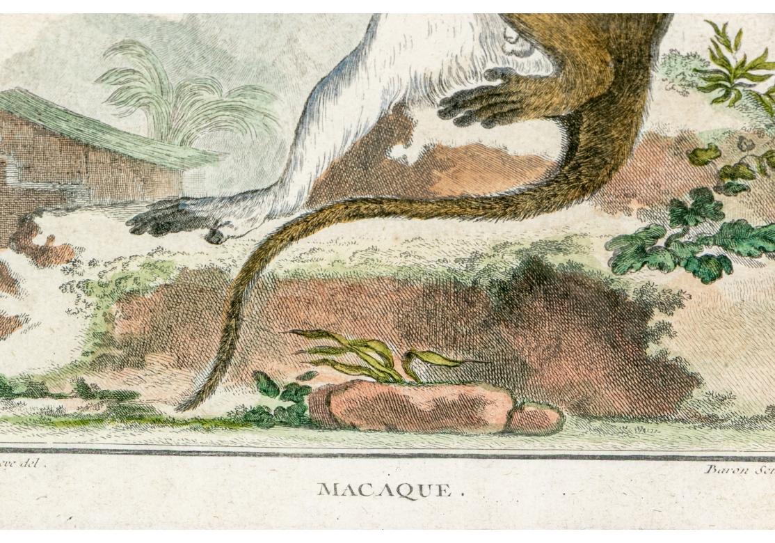 Satz von 6 handkolorierten Affenbuchstaben, circa 19. Jahrhundert im Angebot 12