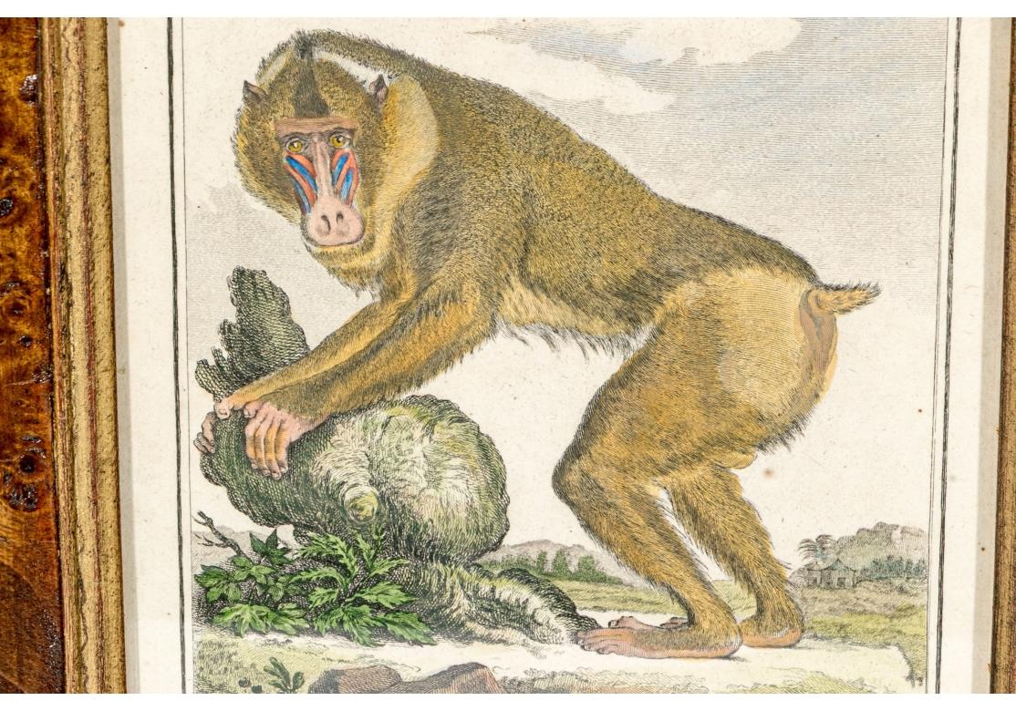 Satz von 6 handkolorierten Affenbuchstaben, circa 19. Jahrhundert im Angebot 13