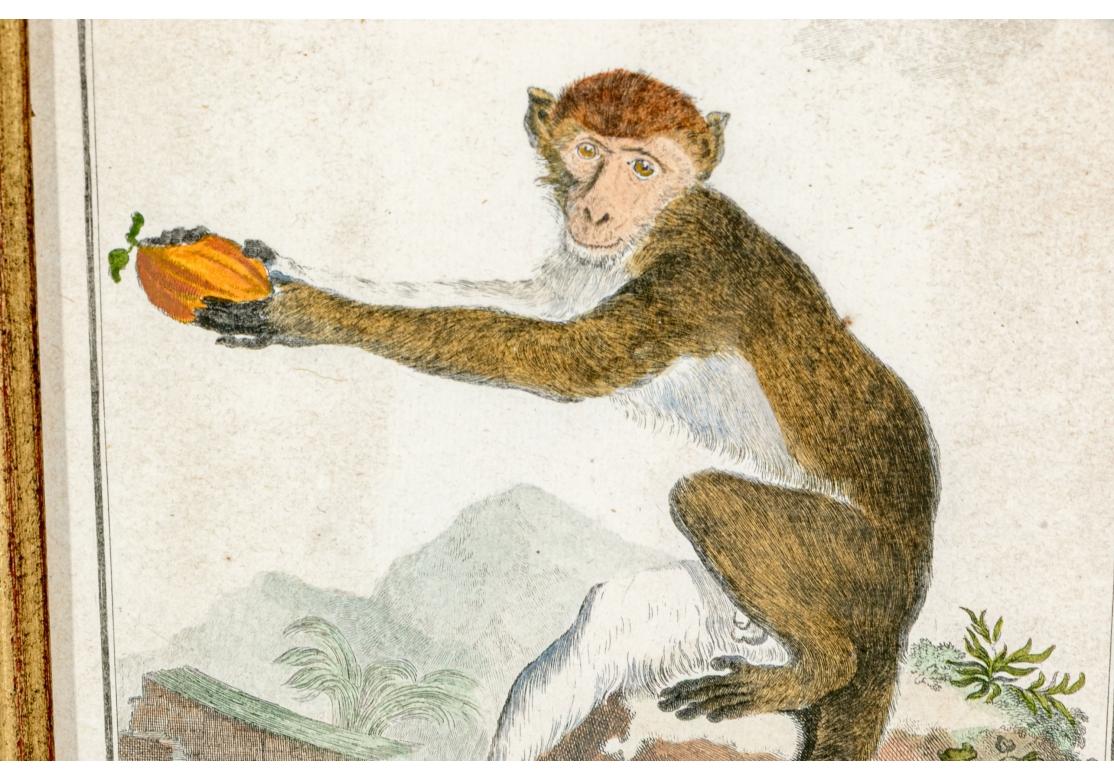 Satz von 6 handkolorierten Affenbuchstaben, circa 19. Jahrhundert (Regency) im Angebot