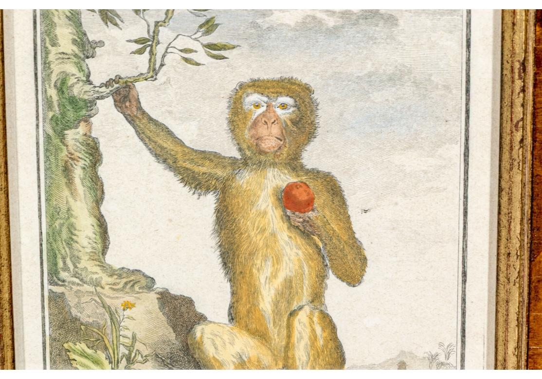 Satz von 6 handkolorierten Affenbuchstaben, circa 19. Jahrhundert (Glas) im Angebot