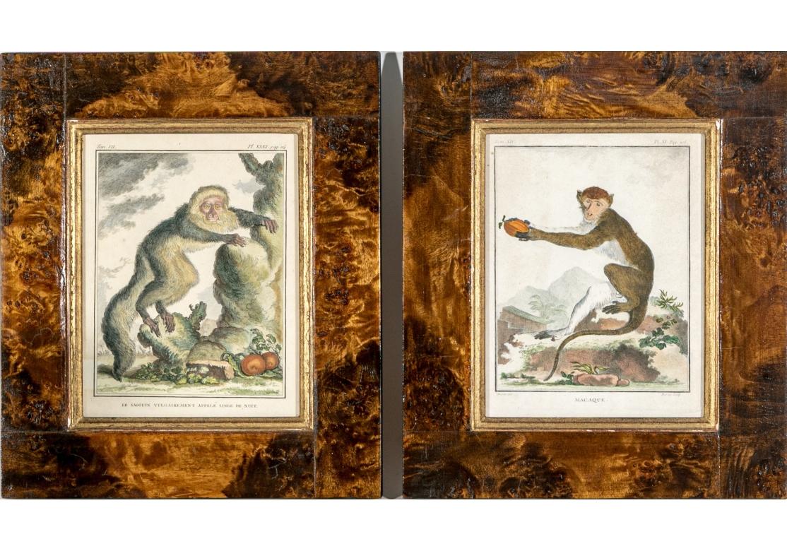 Satz von 6 handkolorierten Affenbuchstaben, circa 19. Jahrhundert im Angebot 1