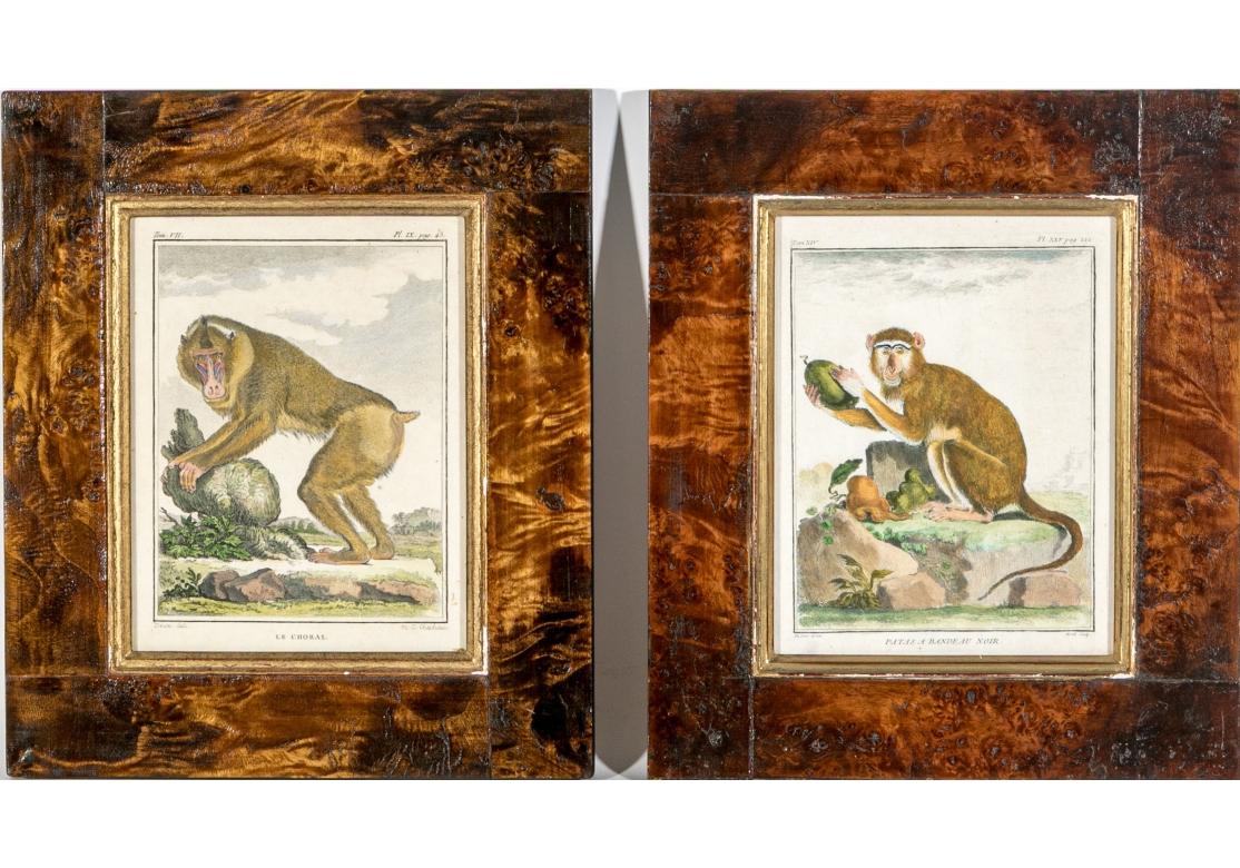 Satz von 6 handkolorierten Affenbuchstaben, circa 19. Jahrhundert im Angebot 2