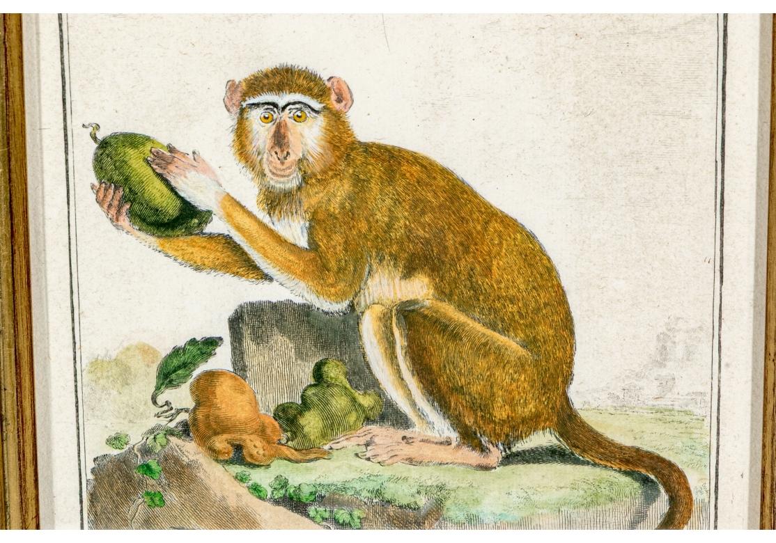 Satz von 6 handkolorierten Affenbuchstaben, circa 19. Jahrhundert im Angebot 3