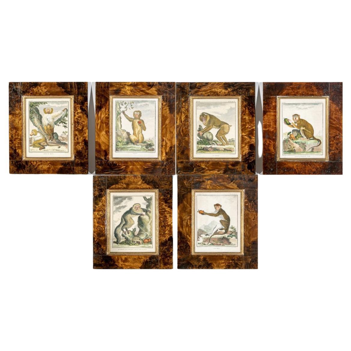 Satz von 6 handkolorierten Affenbuchstaben, circa 19. Jahrhundert