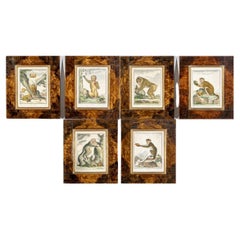 Satz von 6 handkolorierten Affenbuchstaben, circa 19. Jahrhundert