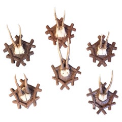 Set of 6 mounted black forest antlers