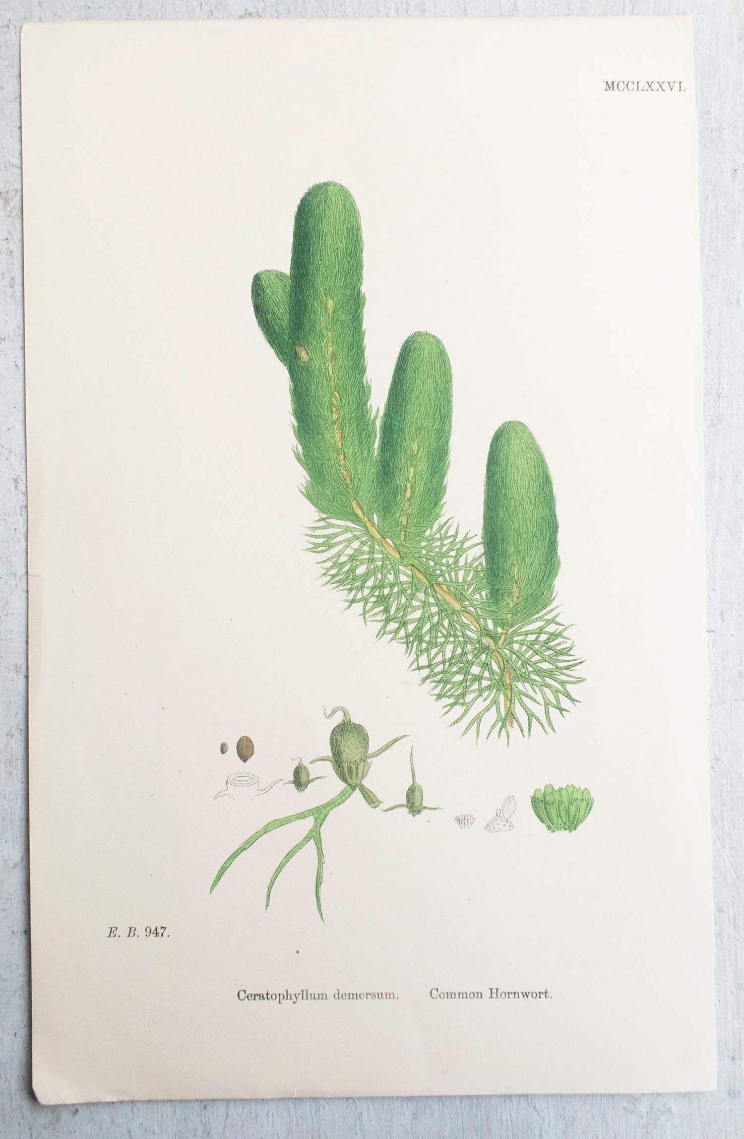Autre Ensemble de 6 estampes botaniques originales et anciennes, vers 1850 en vente