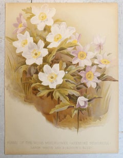 Set of 6 Original Antique Botanical Prints, circa 1870