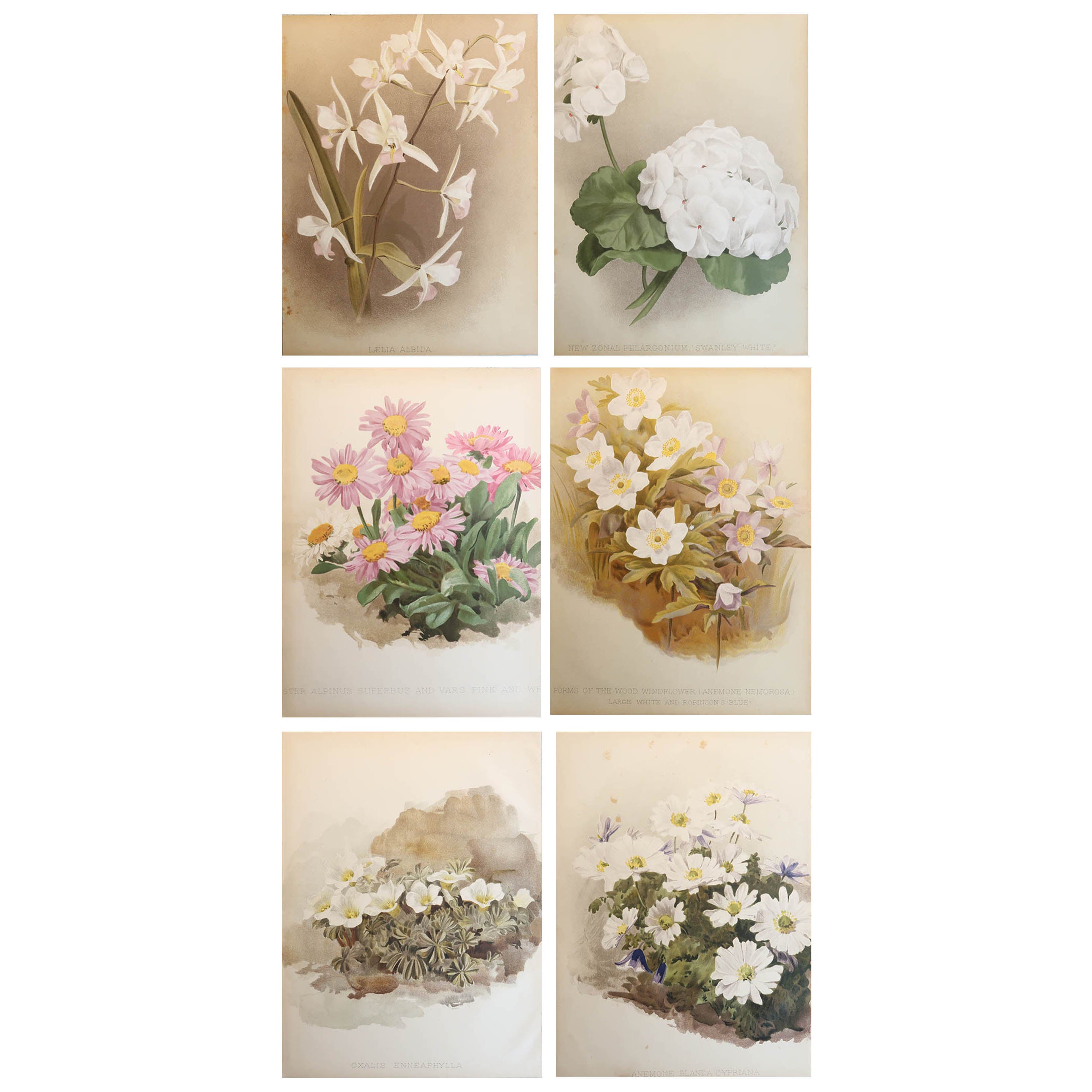 Set of 6 Original Antique Botanical Prints, circa 1870 For Sale