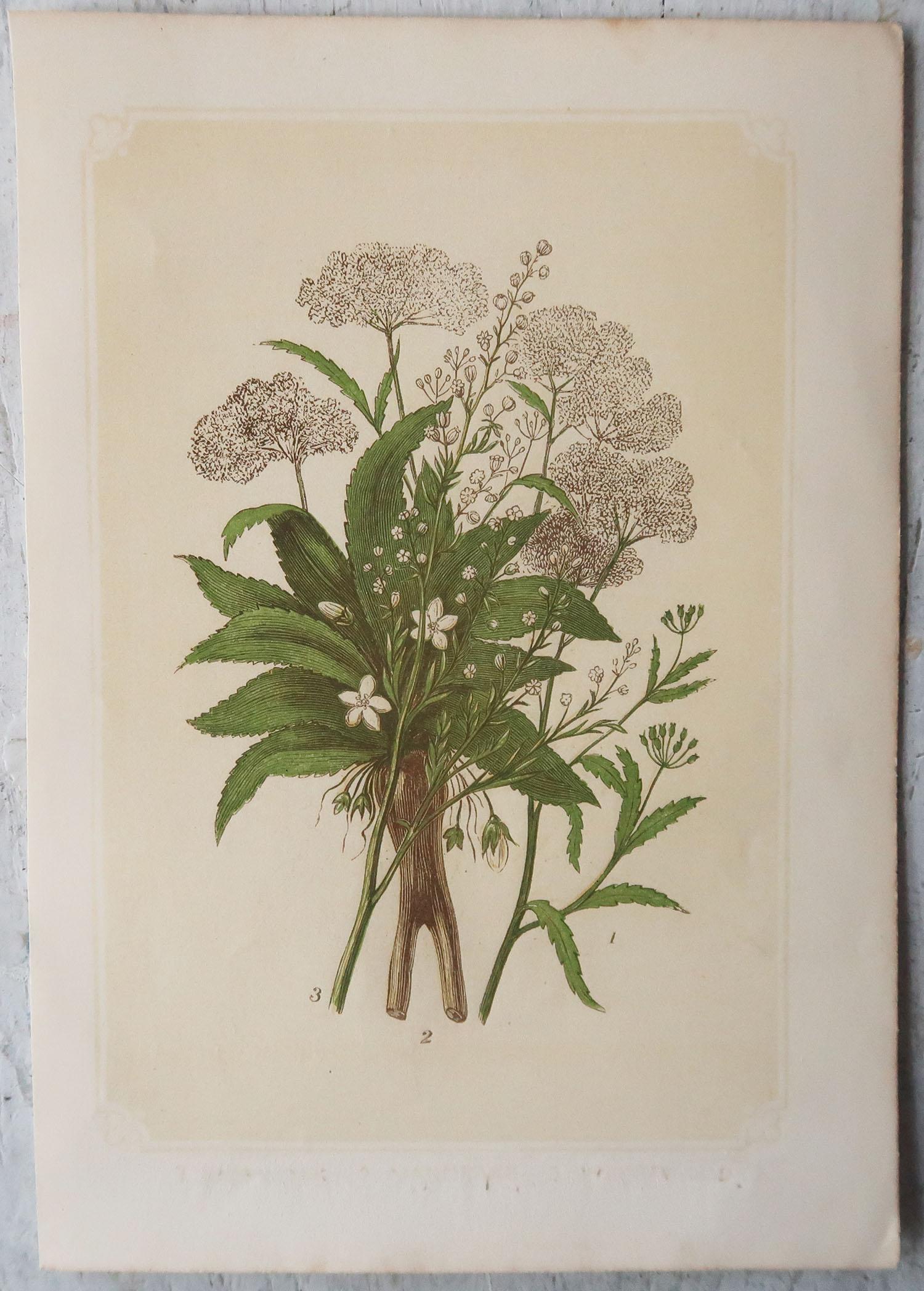 Great set of 6 botanical prints.

I particularly like the muted colours

Subjects include oranges and pomegranates, heath and grasses, thistles, barley, lily and hemlock etc.

Lithographs with original colour. 

Published, by Tallis circa