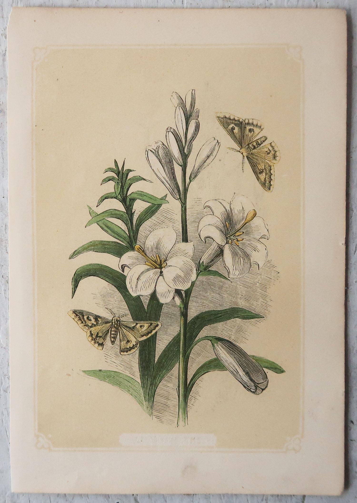 Early Victorian Set of 6 Original Antique Botanical Prints. Tallis circa 1850