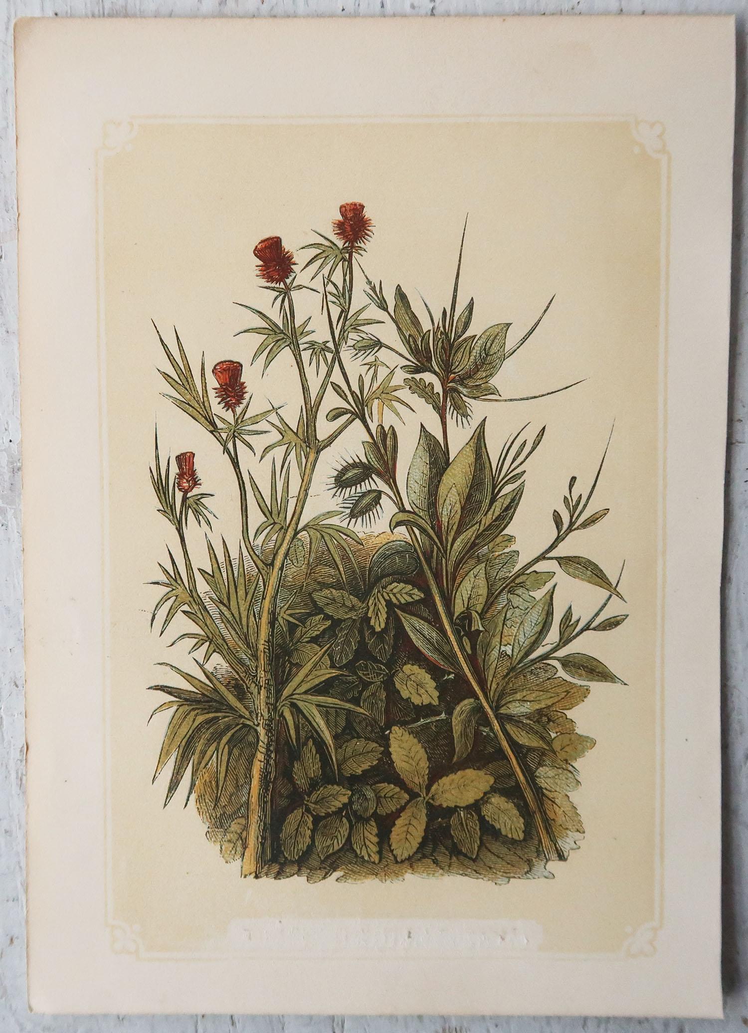 English Set of 6 Original Antique Botanical Prints. Tallis circa 1850
