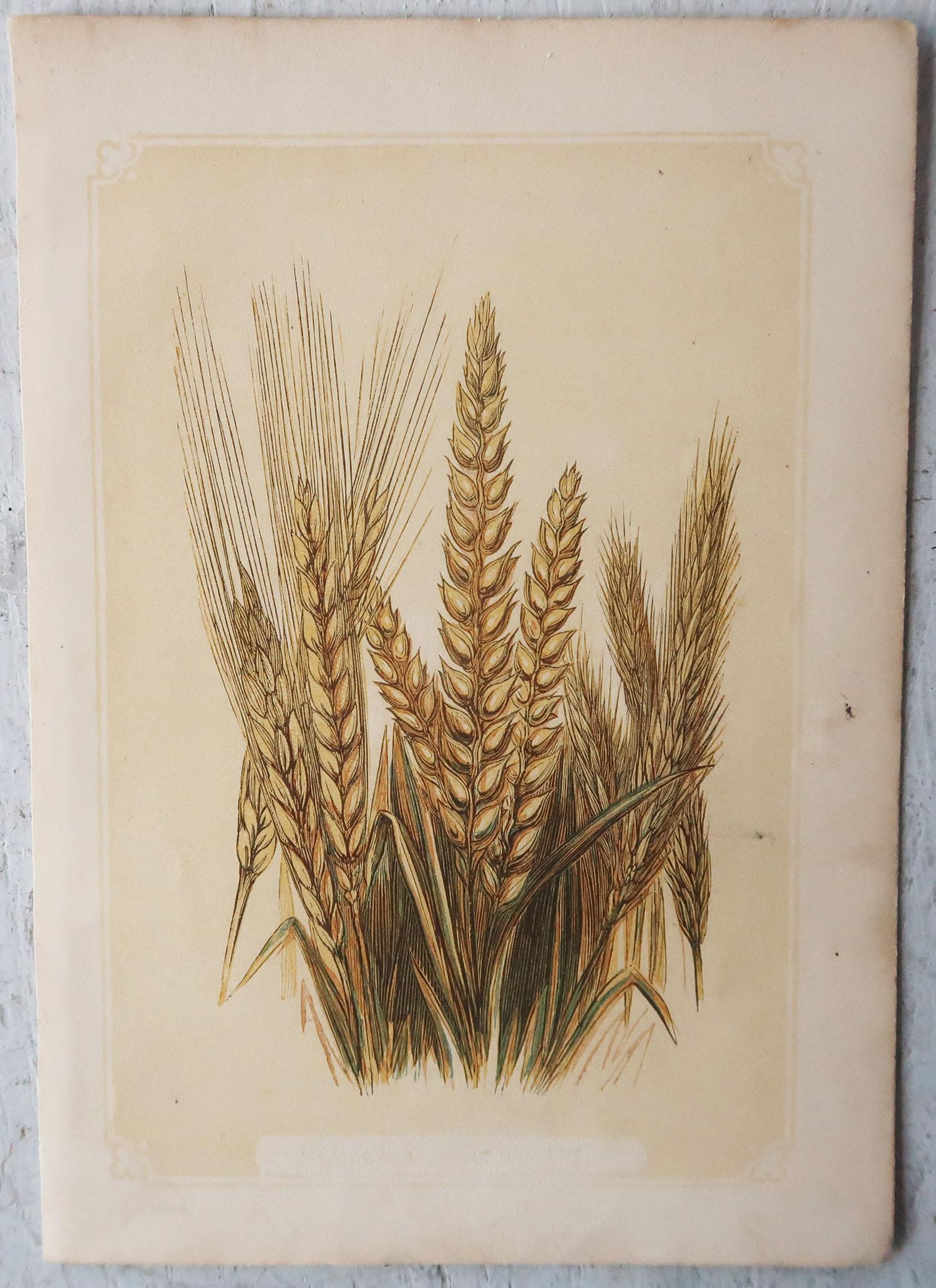Other Set of 6 Original Antique Botanical Prints. Tallis circa 1850