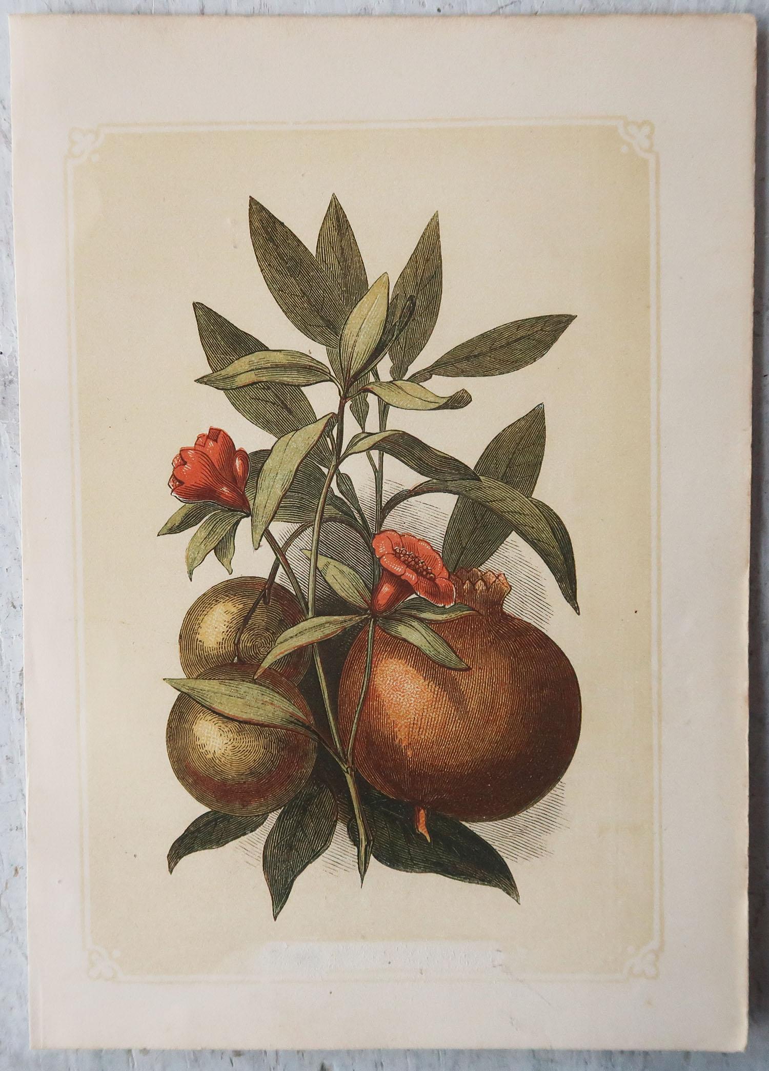 Set of 6 Original Antique Botanical Prints. Tallis circa 1850 In Good Condition In St Annes, Lancashire