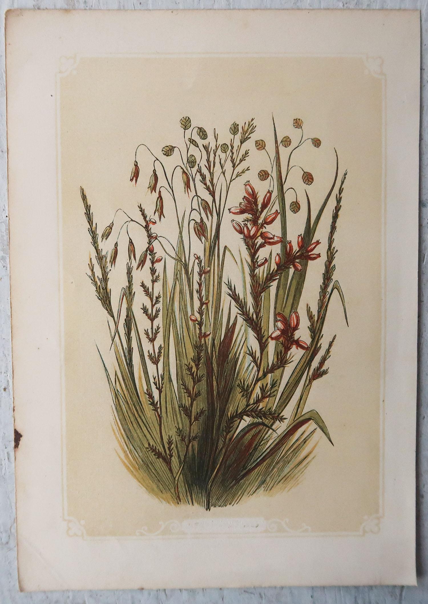 Mid-19th Century Set of 6 Original Antique Botanical Prints. Tallis circa 1850