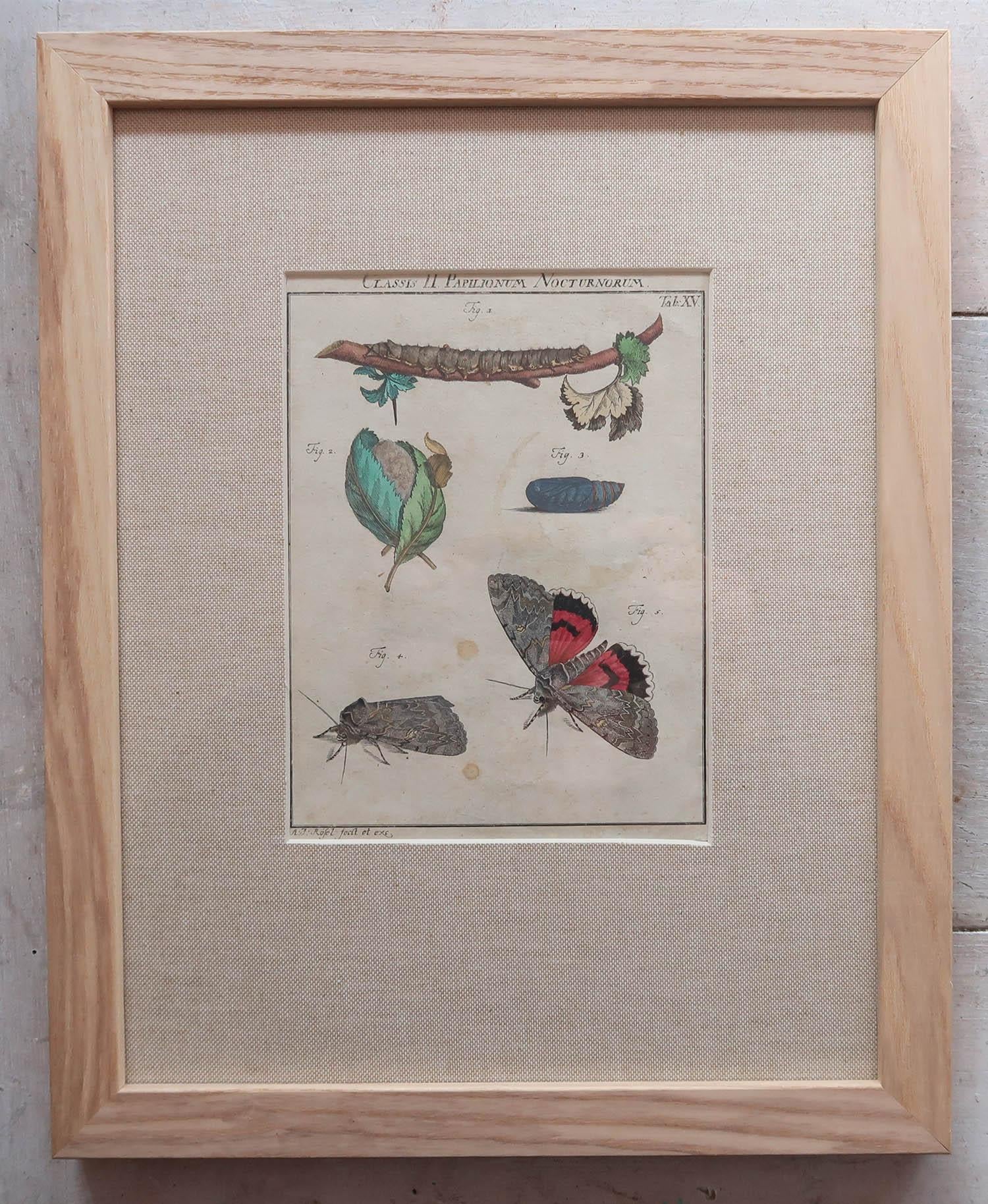 Wonderful set of antique butterfly prints in lovely muted colors.

Copper-plate engravings with original hand colour

After A.J Rosel Von Rosenhof

Published circa 1740

Presented in our own custom made ash frames with burlap mounts or
