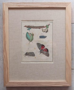 Set of 6 Original Antique Butterfly Prints After A.J Rosel Von Rosenhof, C.1740