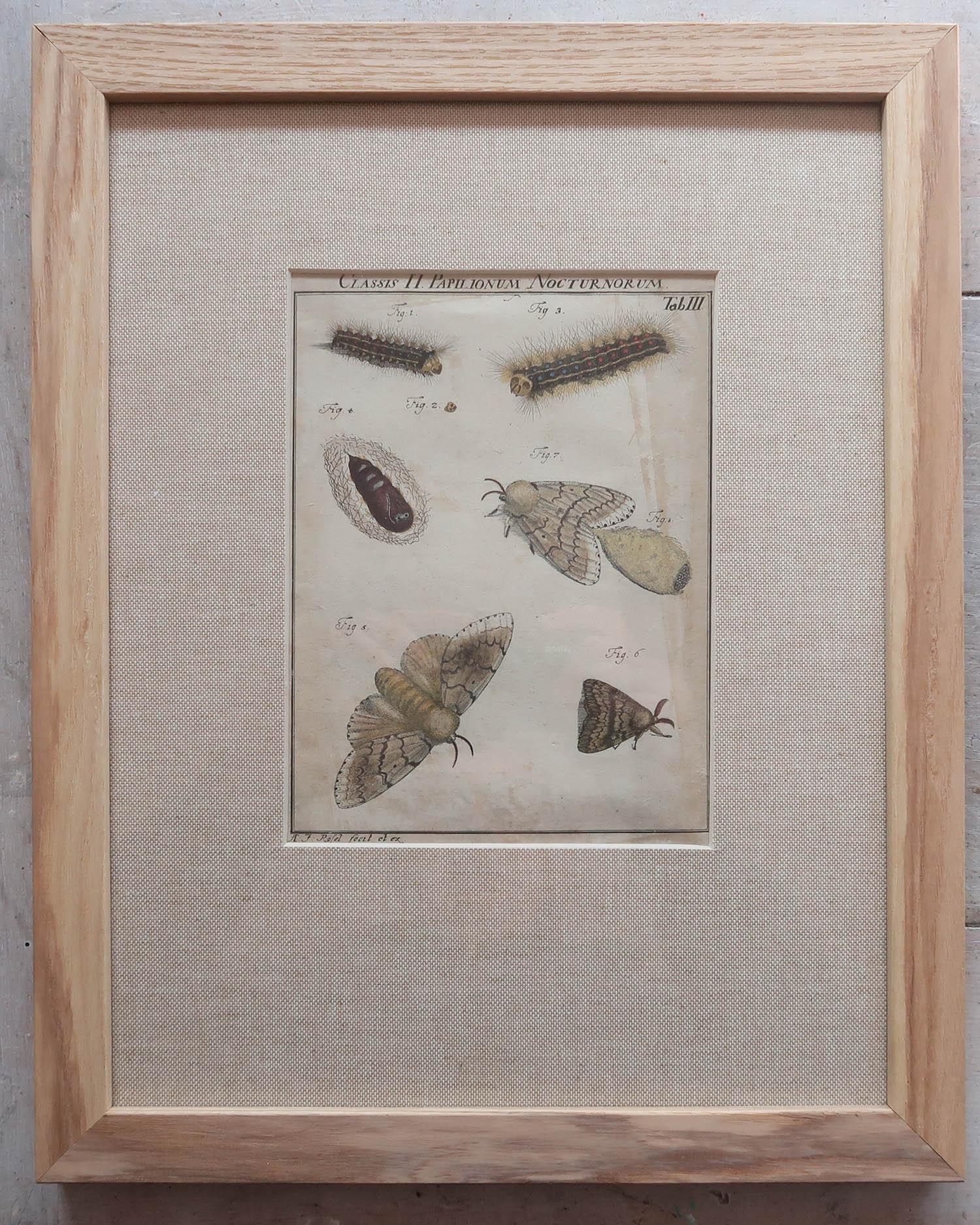 Other Set of 6 Original Antique Butterfly Prints After A.J Rosel Von Rosenhof, C.1740 For Sale