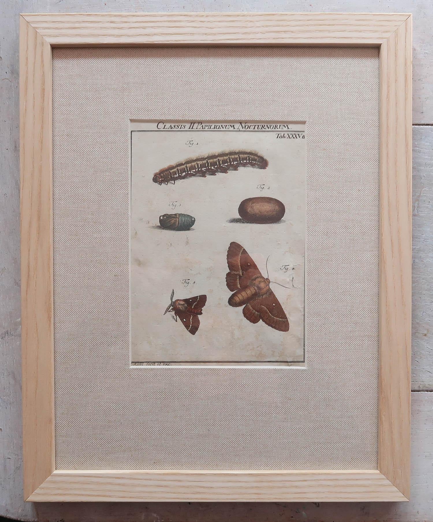Set of 6 Original Antique Butterfly Prints After A.J Rosel Von Rosenhof, C.1740 In Good Condition For Sale In St Annes, Lancashire
