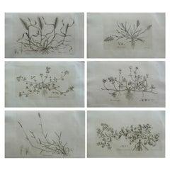 Set of 6 Original Antique Large Scale Botanical Prints. Dated 1791